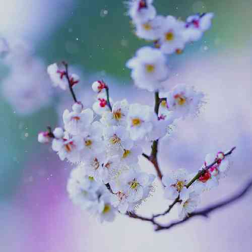 مصطفی فرهادی نم نمای بارون آروم توی خیابون اومد شاخه گل من نیومد